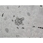 copy of Tovaglia 12 posti puro lino ricamata a mano ricamo intaglio 170x 265cm