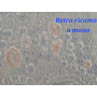 copy of Spettacolare Set 5 centri intaglio puro lino Bellora ricamo a mano